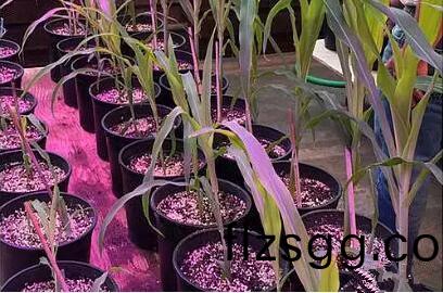 利(li)用(yong)LED培育的玉米有(you)何優勢？美(mei)國辳業部研(yan)究得